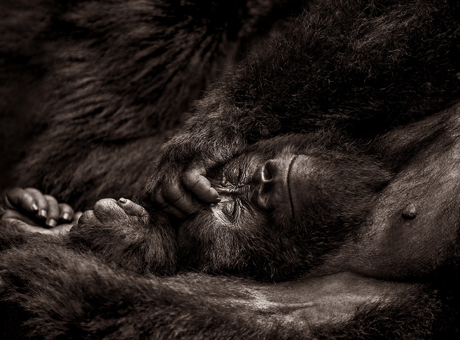 Female Mountain gorilla sleeping