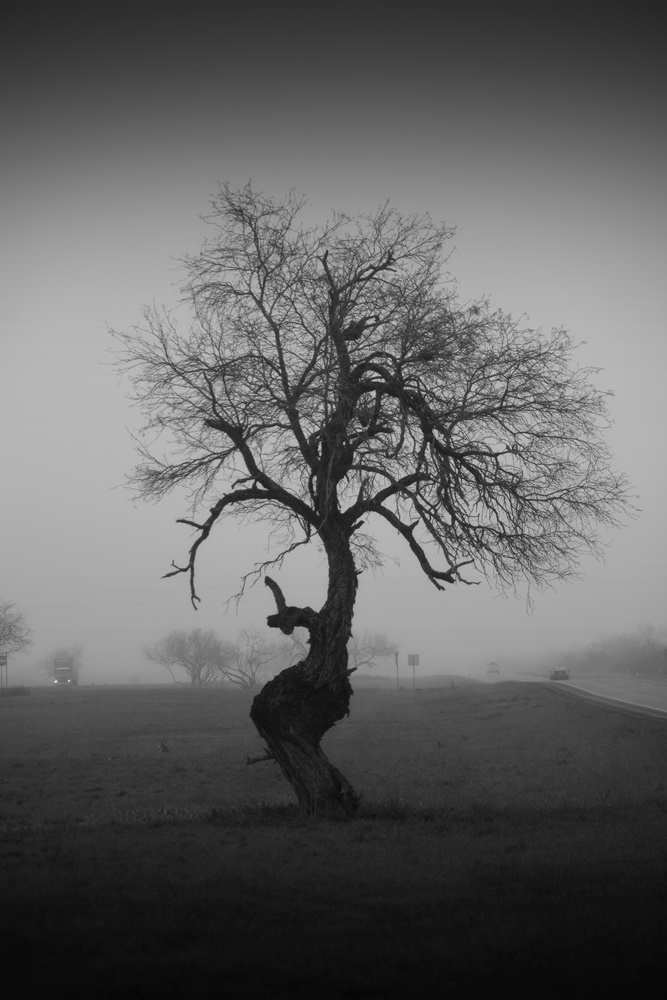 Mesquite Tree in Fog- Texas Morning