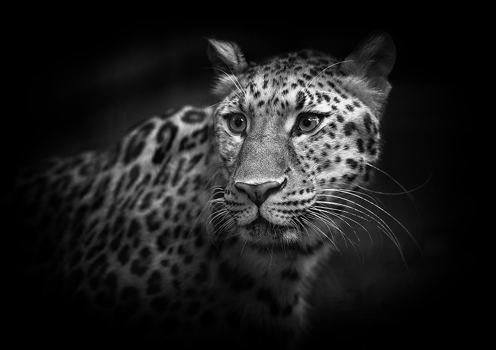 Amur Leopard Portrait 
