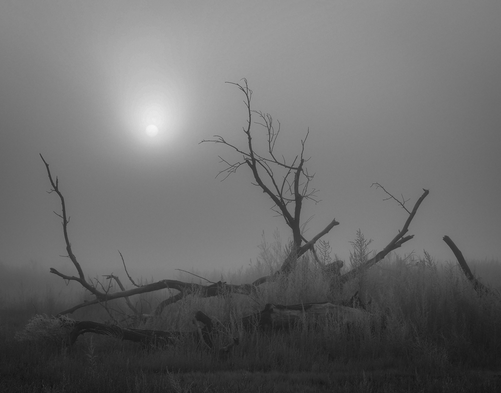 Mysteries in the Fog