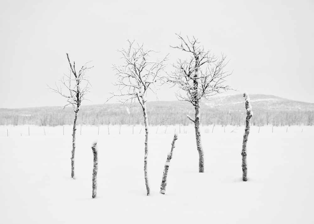 Snowscape, Swedish Lapland