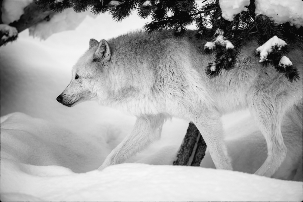 Gray Wolf, West Yellowstone