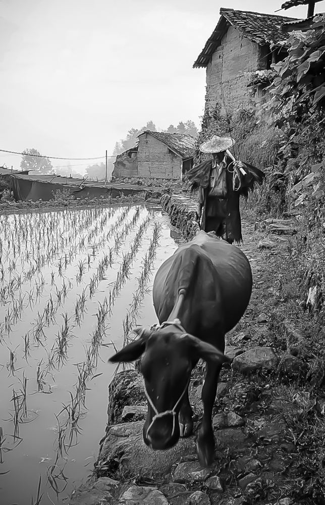 Farmers of North China