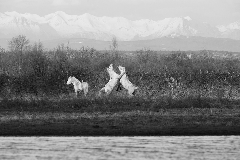 Camargue Horse and their life, part 3