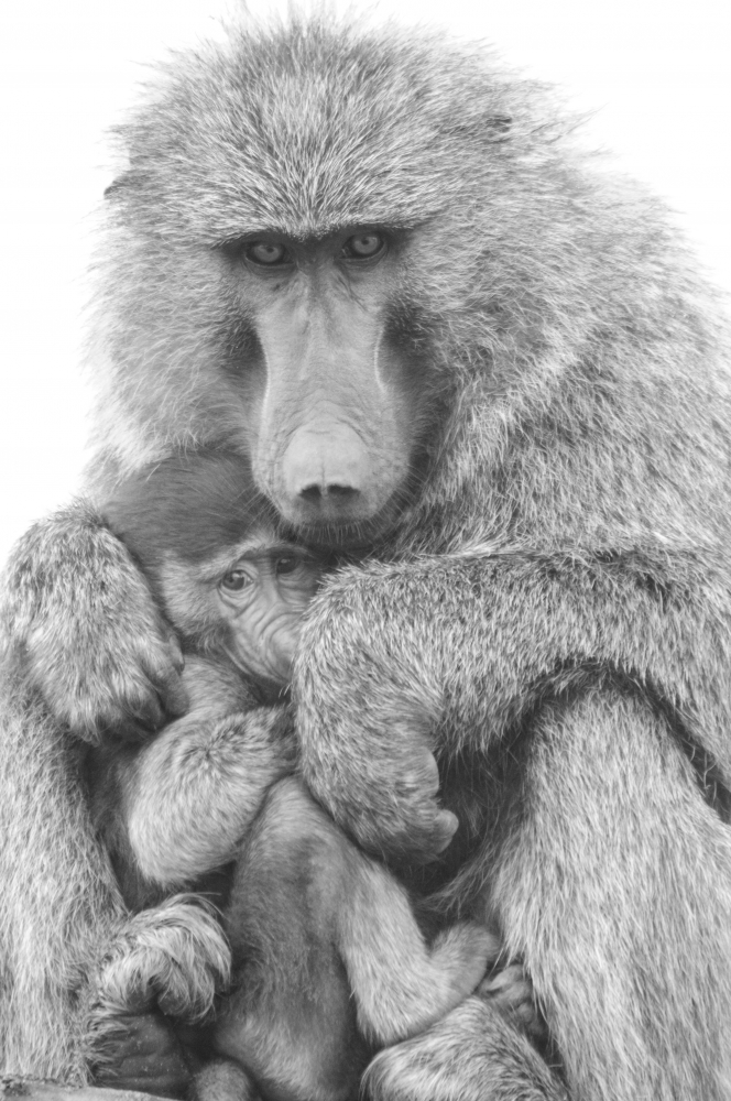Mother & Baby Baboon