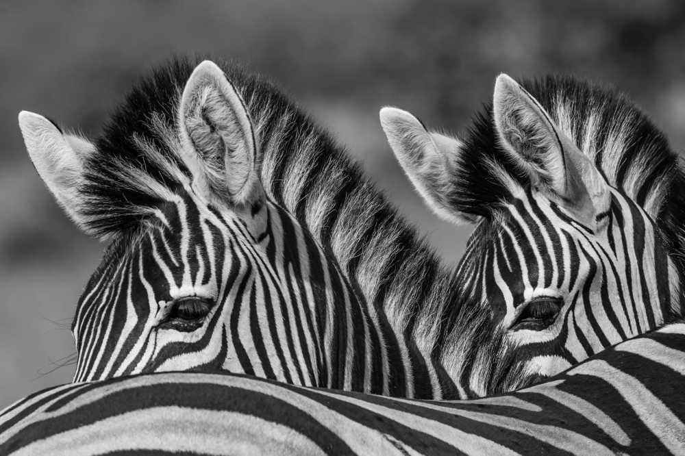 tripple zebra