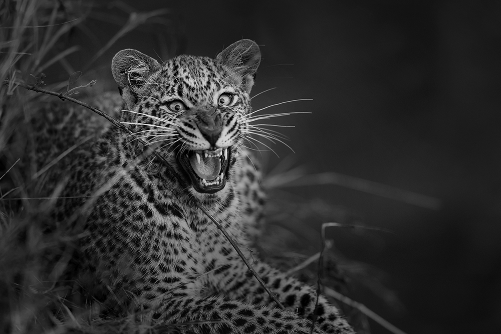 aggression of Leopard