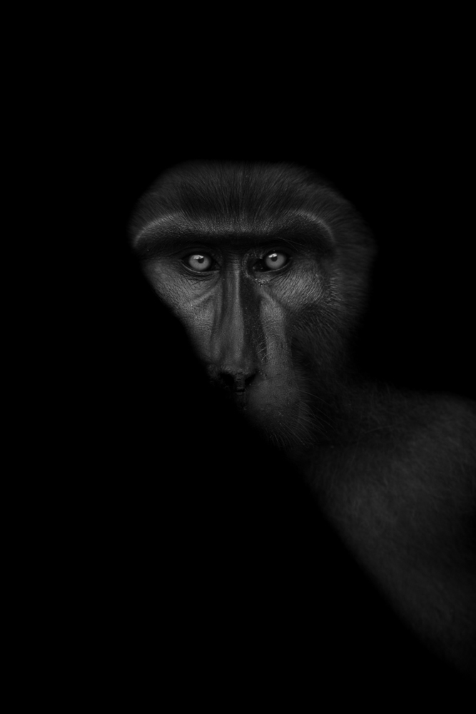 Vijayan_Thomas_Tonkean Macaque