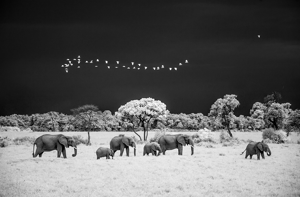 Elephants and stormy sky
