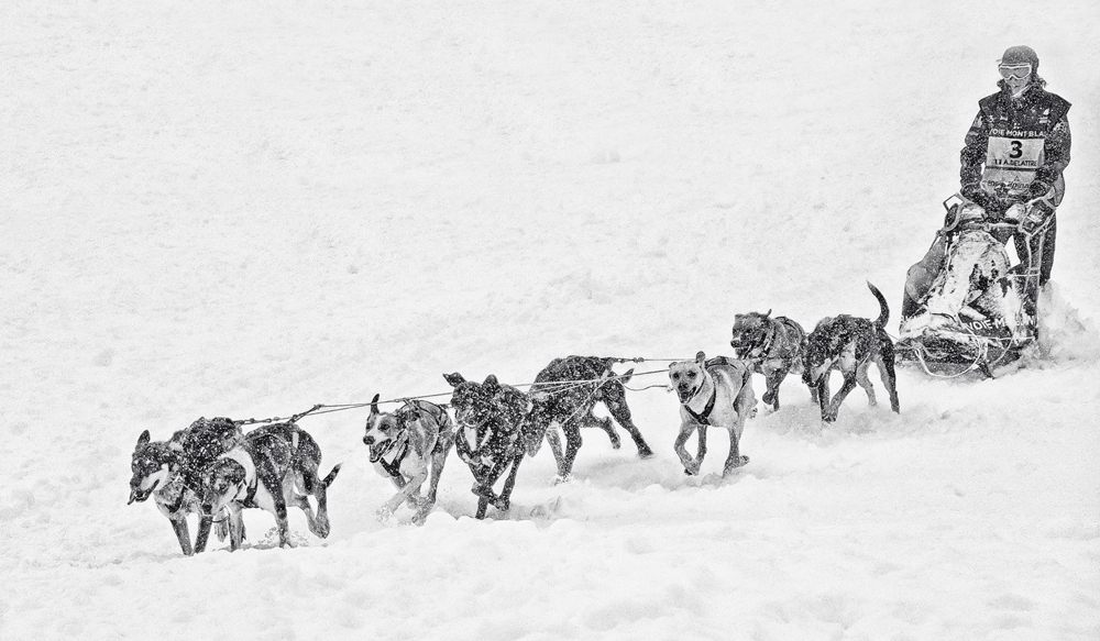 Dogs Battling Through the Snow