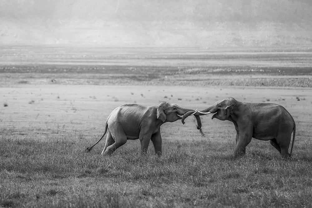 Tuskers Fighting