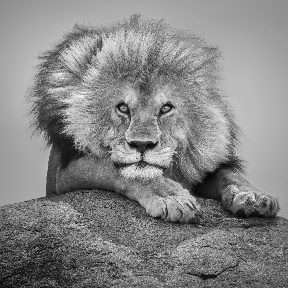 Gentle lion