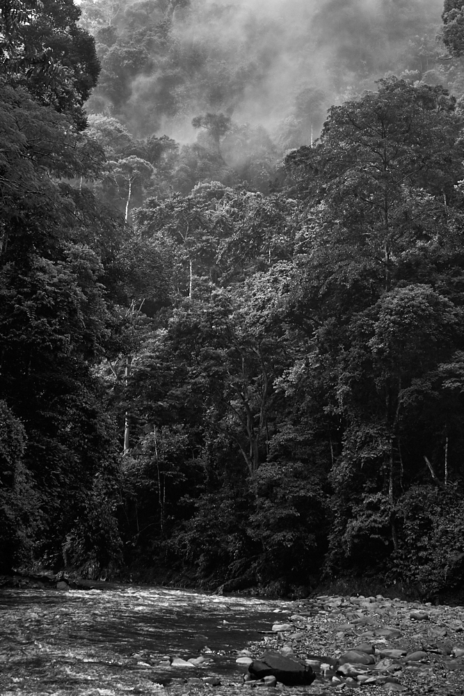 Rainforest after thunderstorm