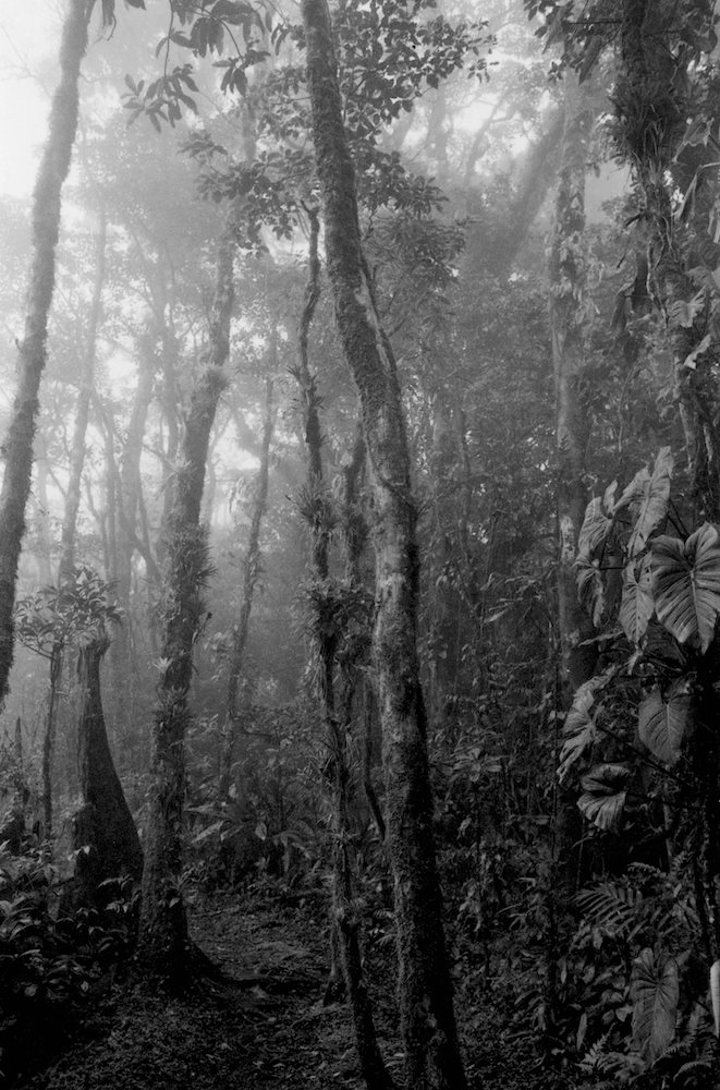 Epiphytes in the Mist
