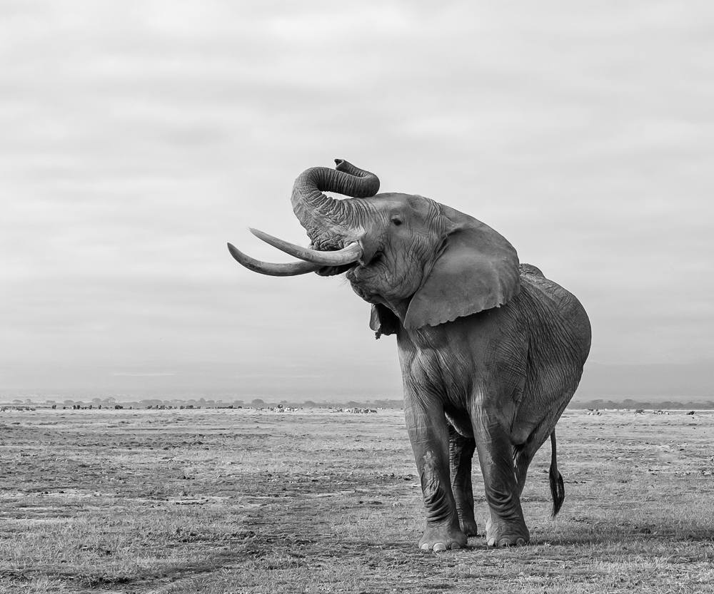 When Elephants Dance