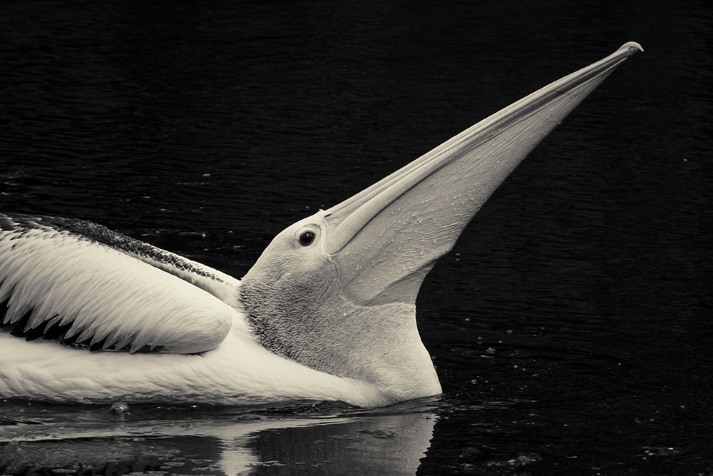 Australian Pelican 2019 #2