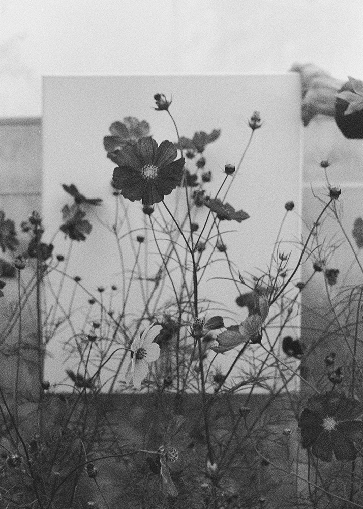 Cosmos Flower (from the series ‘In The Garden’)