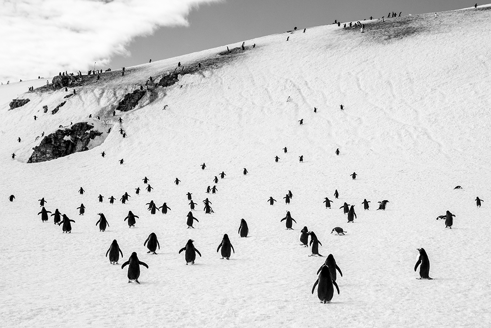 Walking penguins