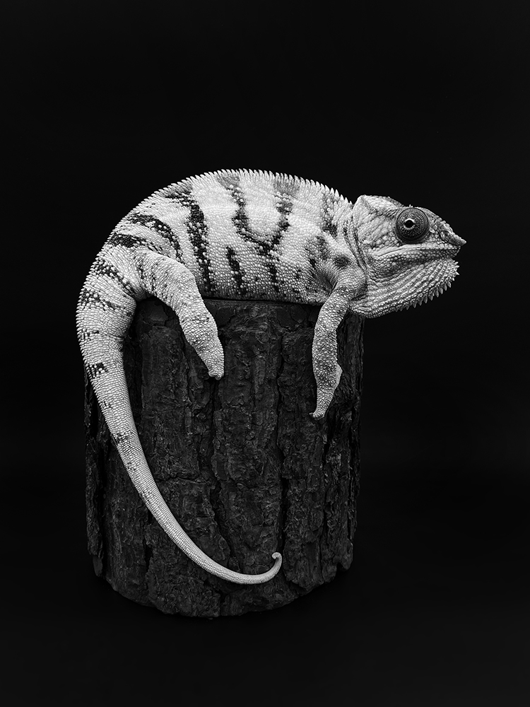 White chameleon in dark