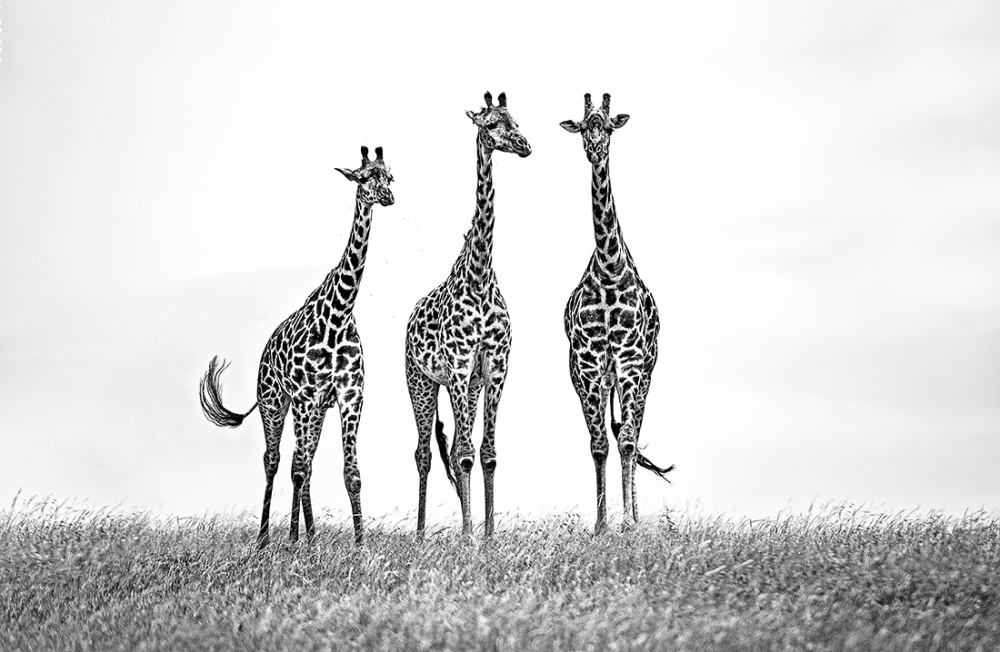 Giraffes in the Mara plais