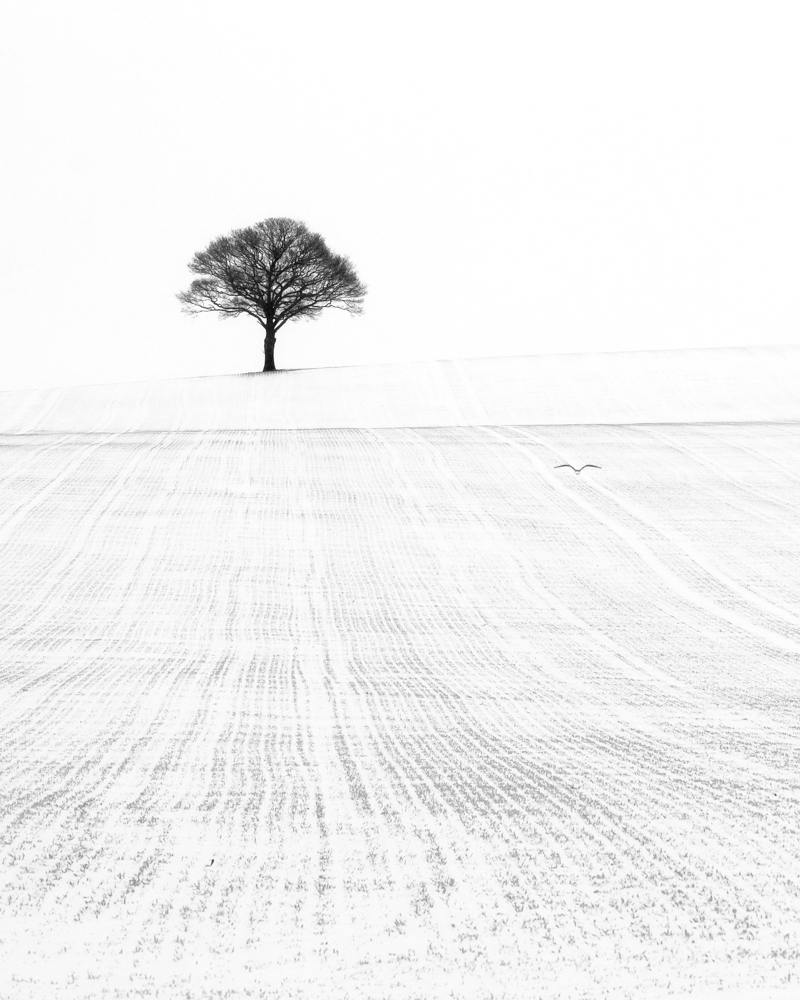 Solitude in the Snow