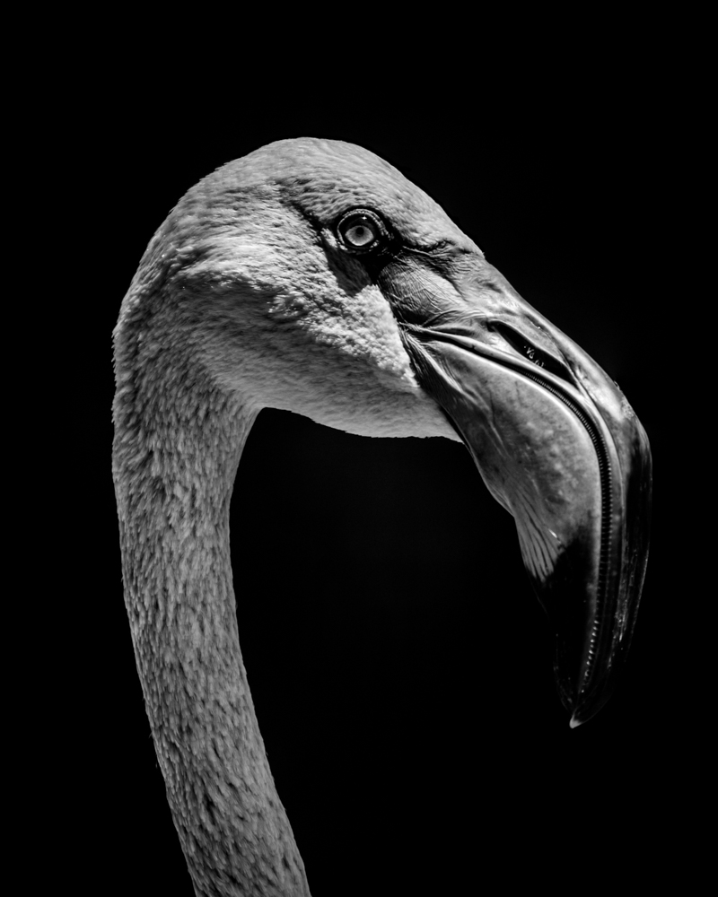 Close-up of Chilean flamingo head in mono
