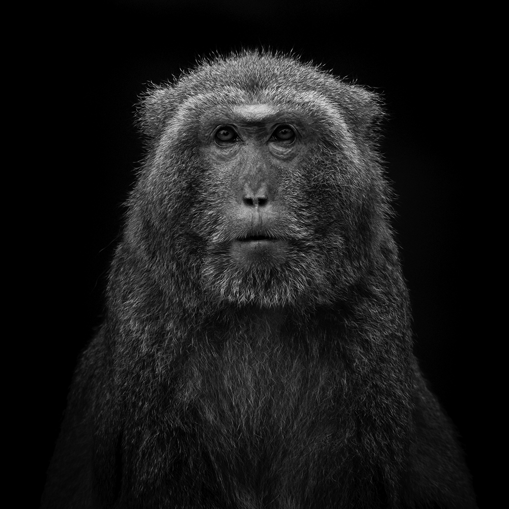Portrait of formosa rock monkey