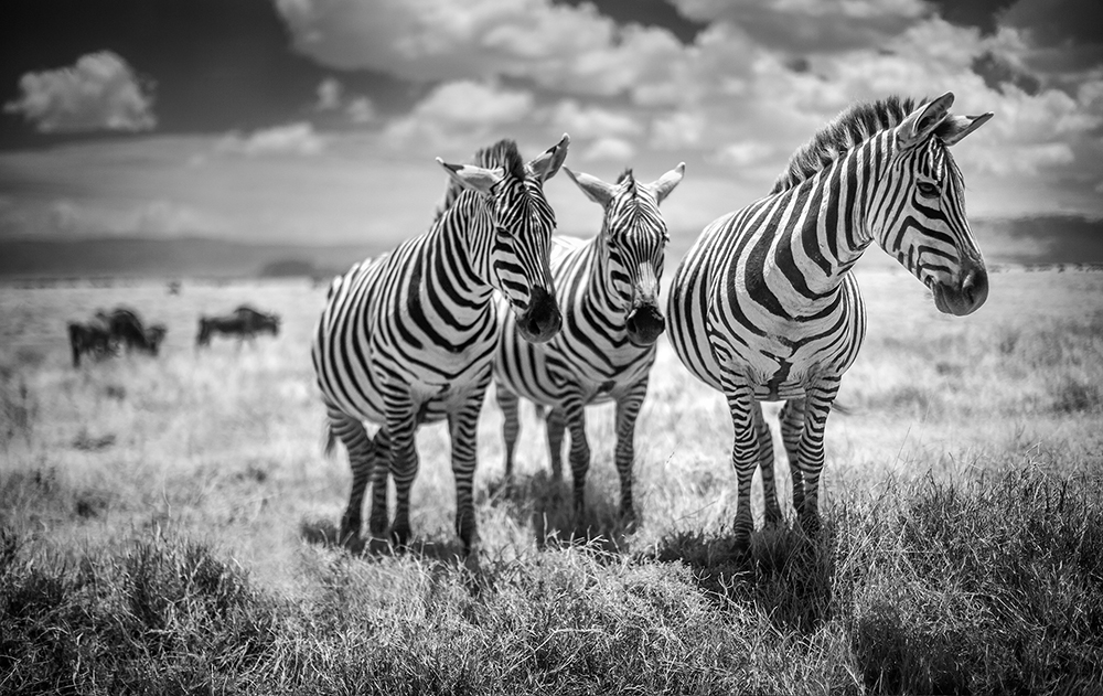 Zebras, Ngorongoro, Tanzania