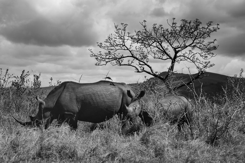 Rhinos awaiting the storm