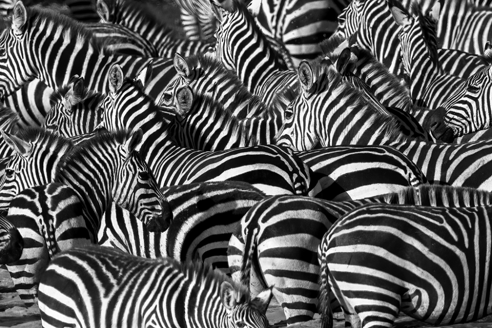 Zebra Texture and Patterns D  New