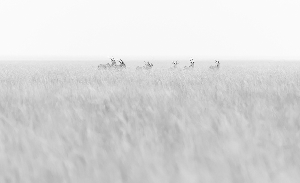 Omo Valley Antilopes