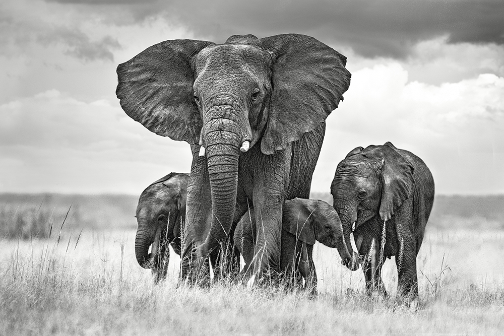 Mom elephant protecting her calves