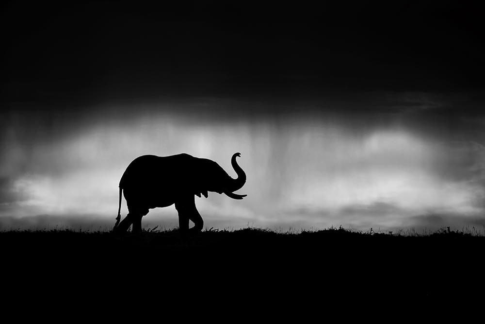 Elephant sniffing the air in a heavy storm