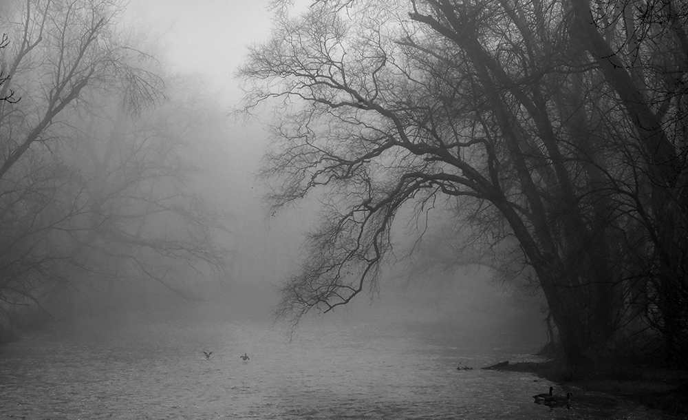 mist forest and birds