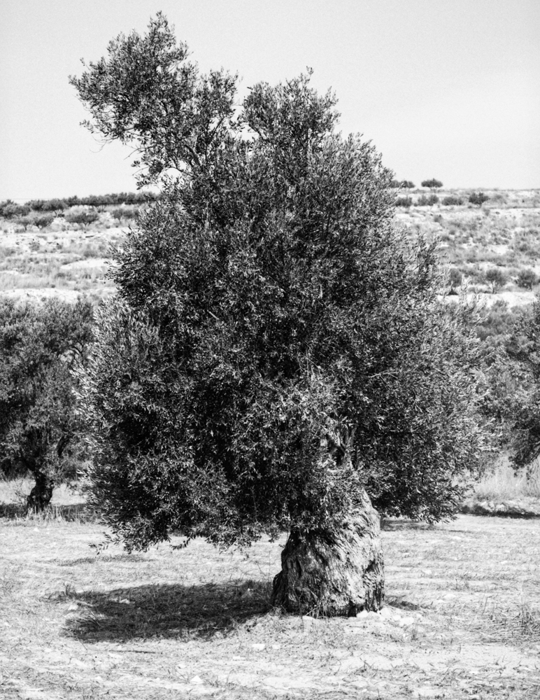 olive tree 2