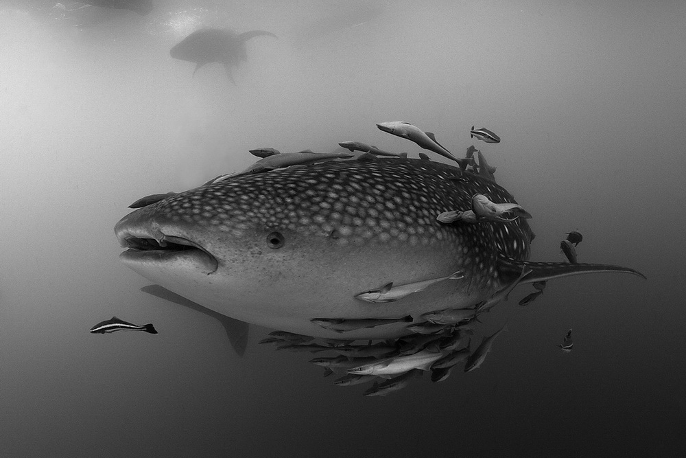 Whalesharks of Cenderawasih Bay