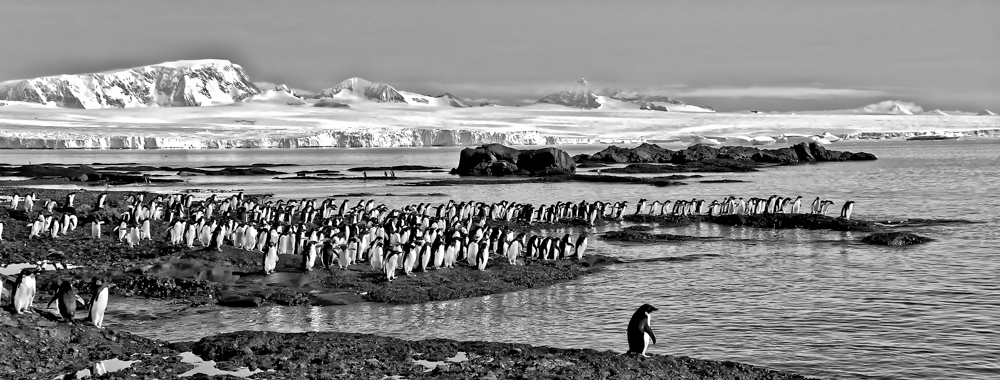 Brown Bluff Adele Penguins