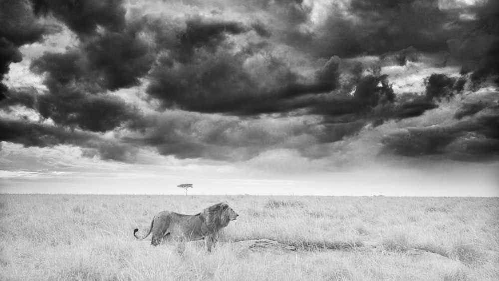 The Lion King waiting for the storm coming