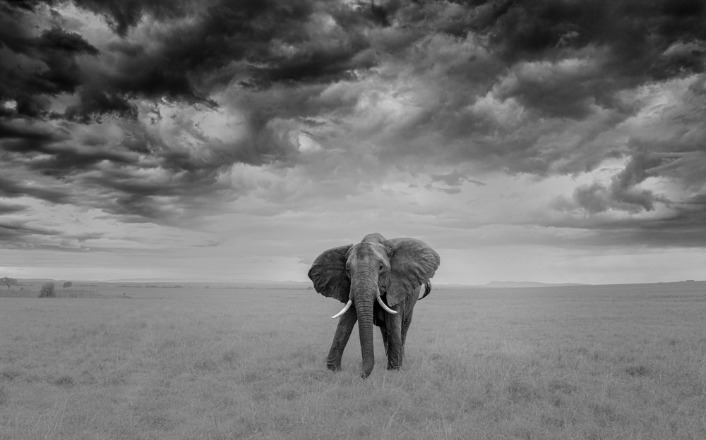 Elephant, Cloud and grassland