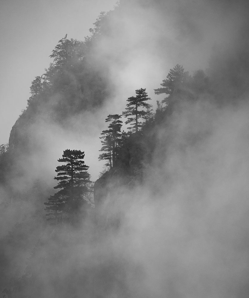 Pine above the clouds