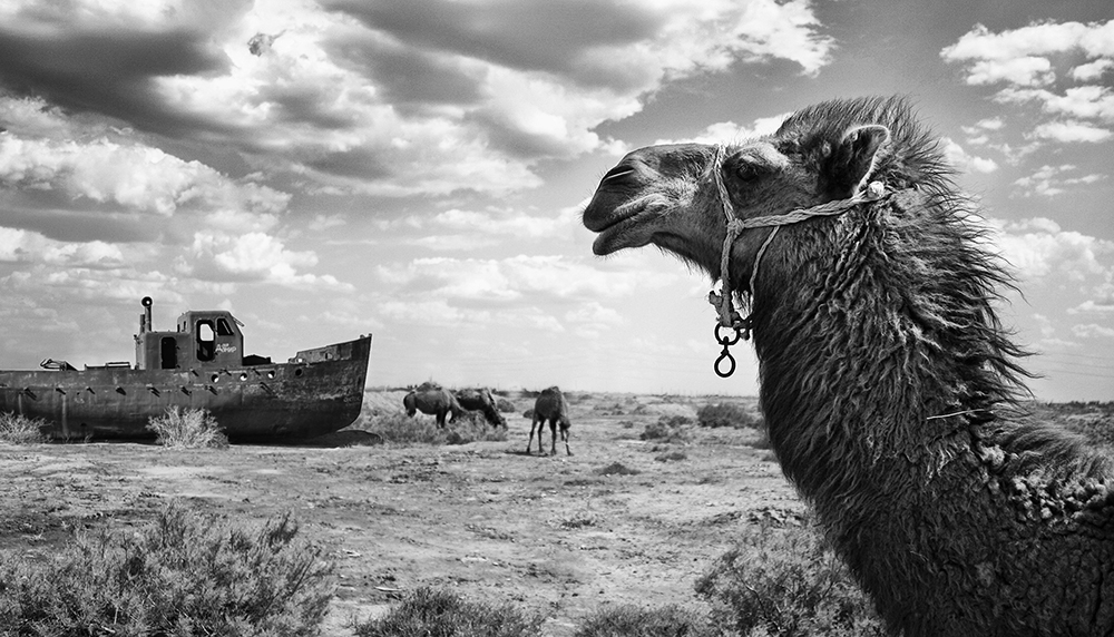 Aral Sea. The ships of the desert