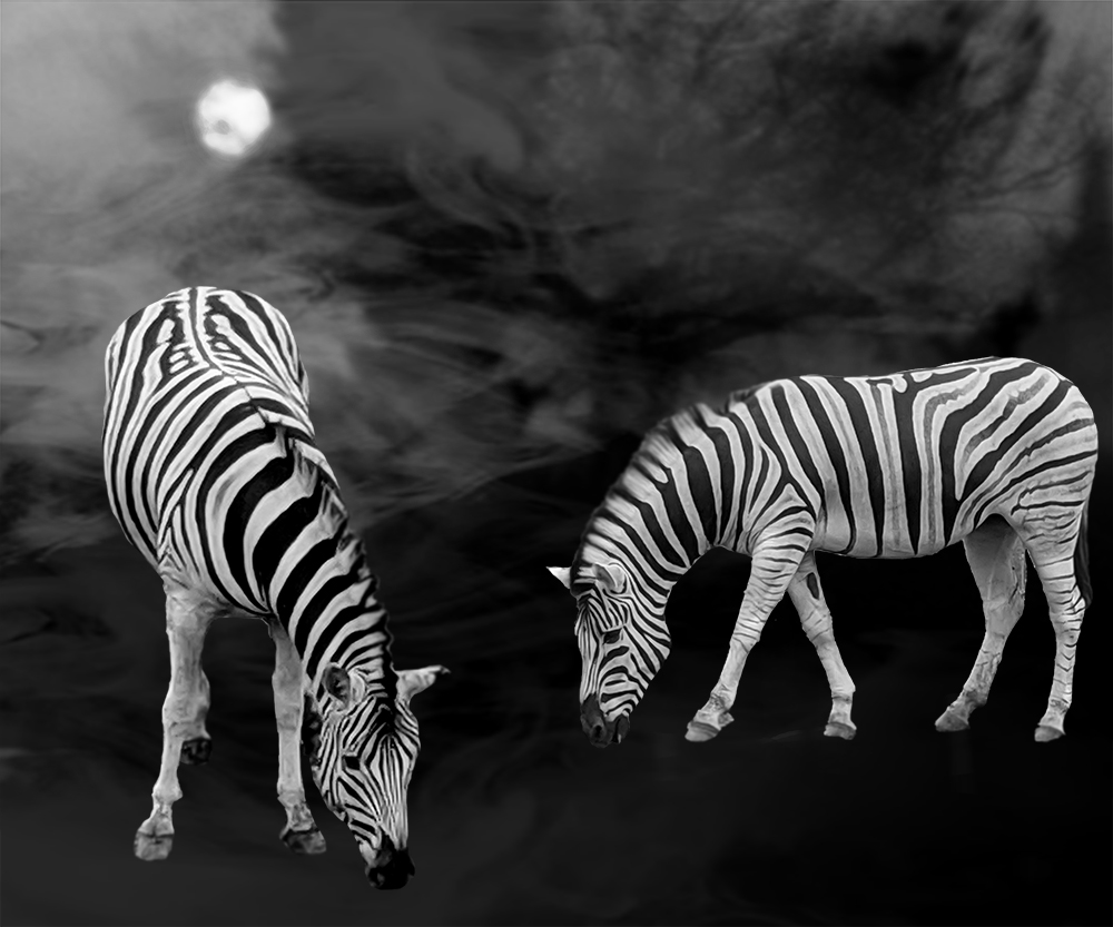 Zebras of Damara dreaming for escape