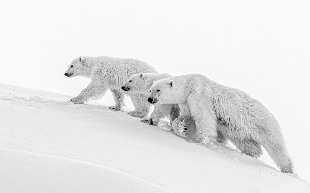 Family of Bears on an Iceberg
