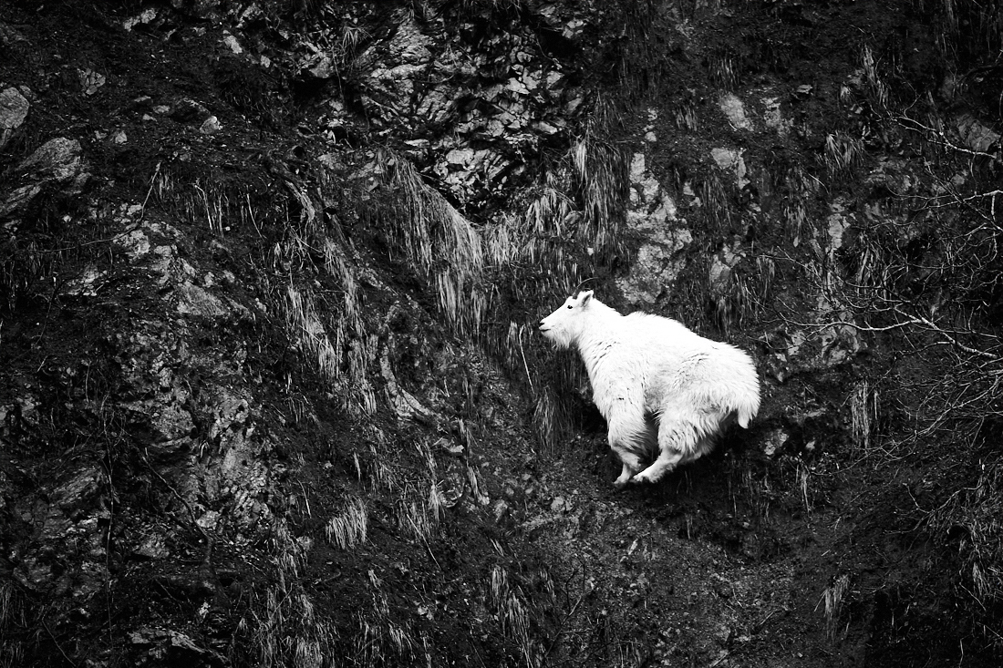 Mountain Goat on the move