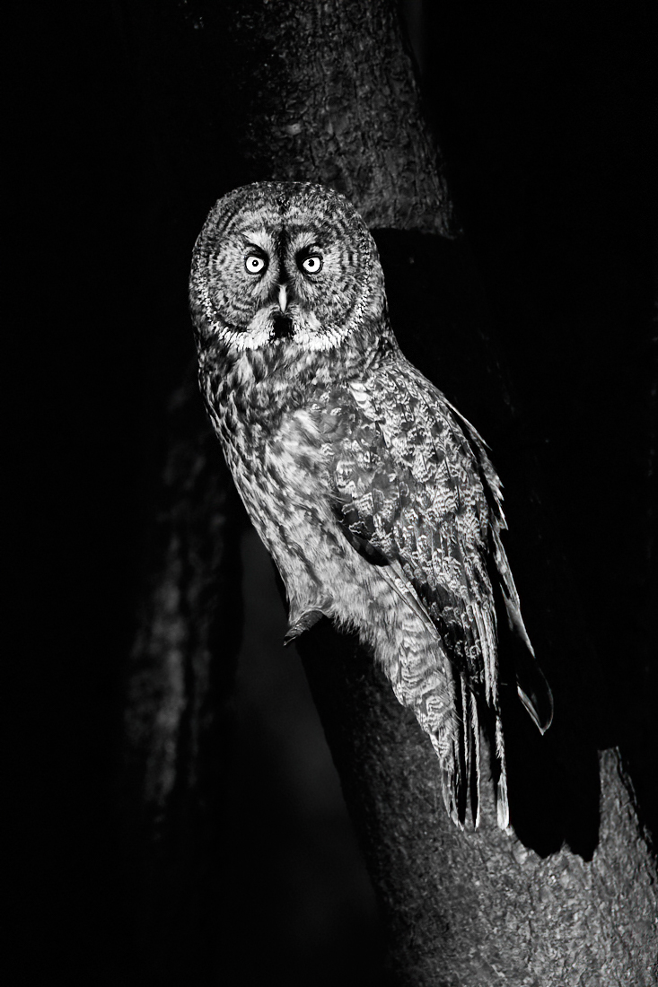 Great Gray Owl in the last light