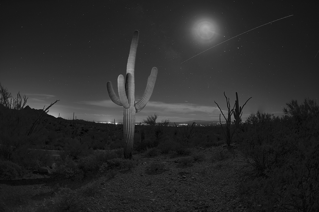 Saguaro at night