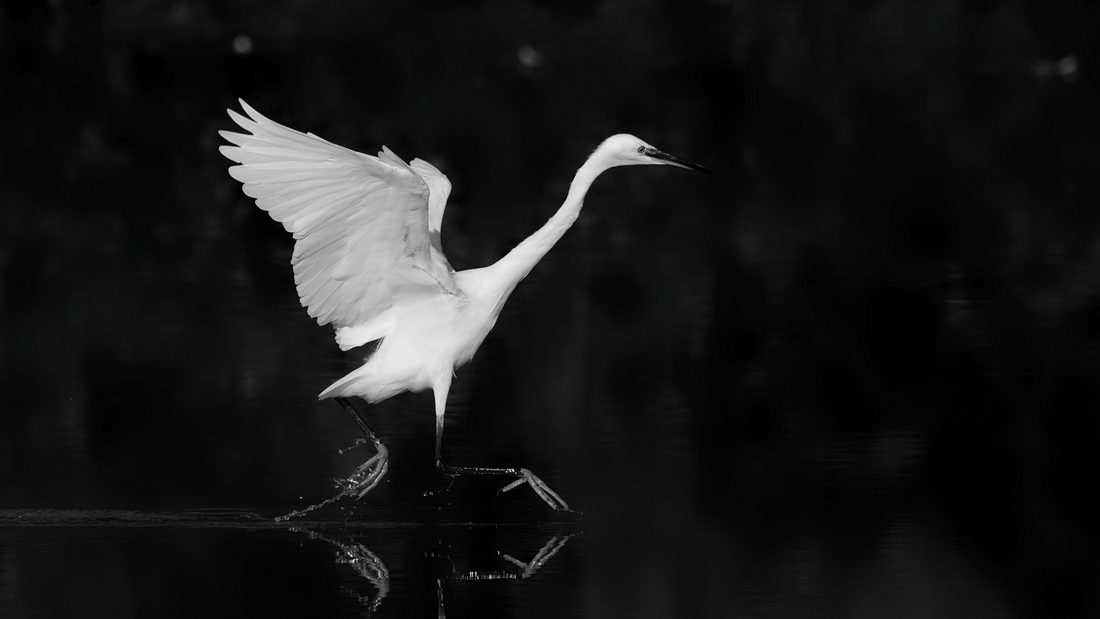 Little Egret dancing above the water