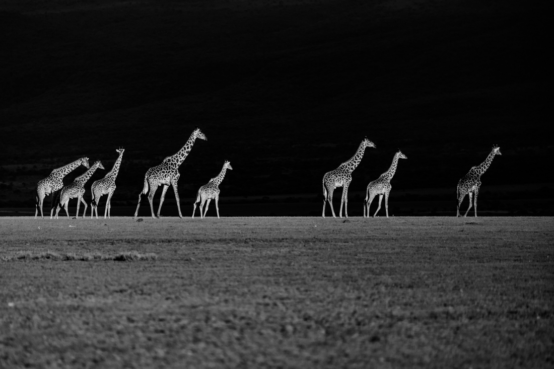 Giraffes at Serengeti
