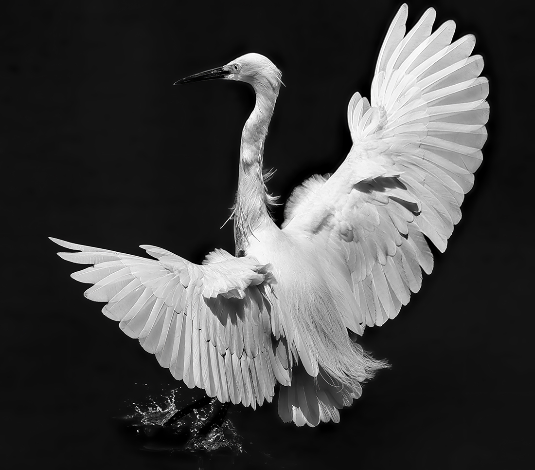 Little Egret Landing
