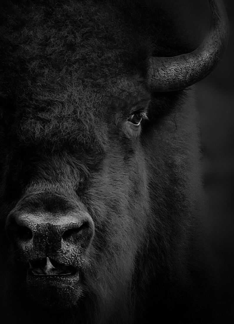 American Bison Portrait 